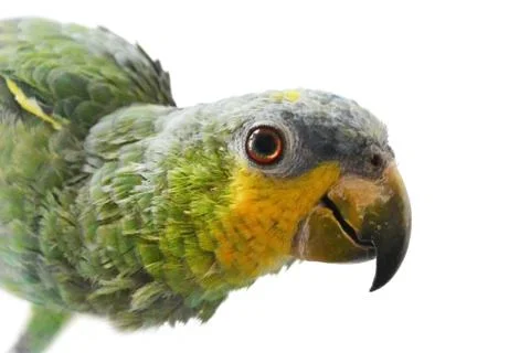 Portrait of Amazon parrot on a white background Stock Photos