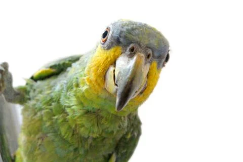 Portrait of Amazon parrot on a white background Stock Photos
