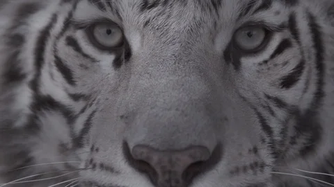 Portrait of an Amur tiger close-up Stock Footage 89538776