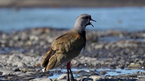 Portrait of an amusing Tero posing singing and showing its plumage in a lak.. Stock Footage 289860986