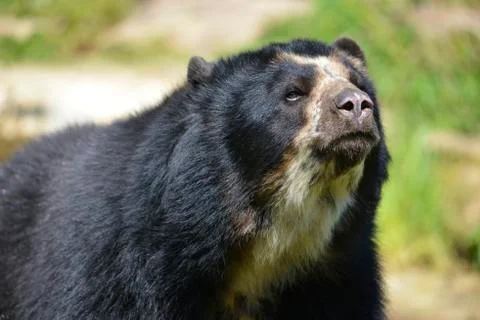 Portrait Andean bear Stock Photos