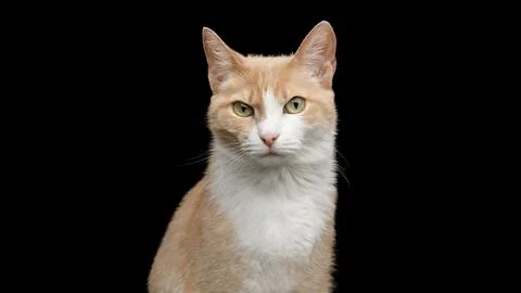 Portrait of Angry Cat Looking in Camera Isolated on Black Background Stock Photos
