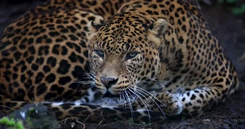 Portrait of an angry leopard in the forest in slow motion Stock Footage 169967830