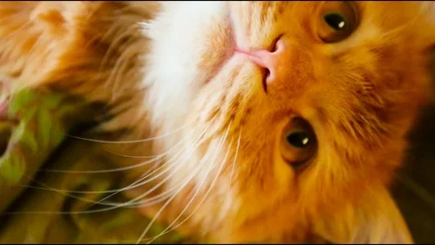 Portrait of an angry red cat Stock Footage 89180128