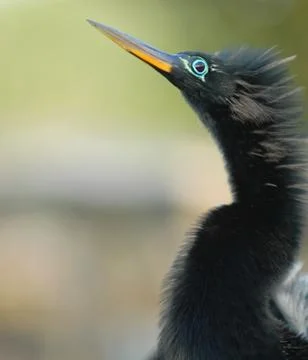 Portrait of An Anhinga 스톡 사진