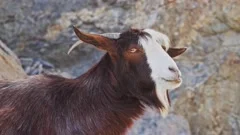 Arabian Tahr Or Mountain Goat Resting On Stock Video Pond5