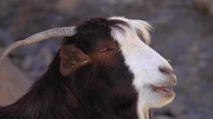 arabian tahr