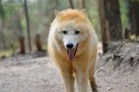Portrait of Arctic Wolf Stock Photos