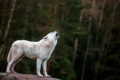 Portrait of Arctic wolf. Stock Photos