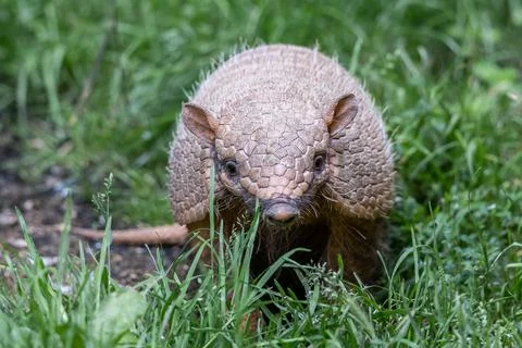 Portrait of an armadillo in the forest Stock Photos