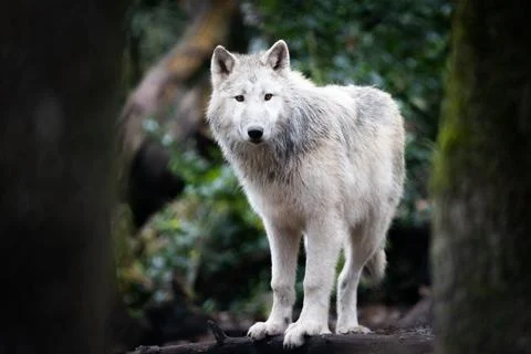 Portrait of an artic wolf in the forest Foto stock