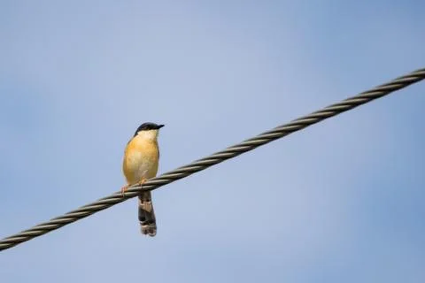 Portrait of Ashy Prinia captured while sitting on a powerline Stock Photos