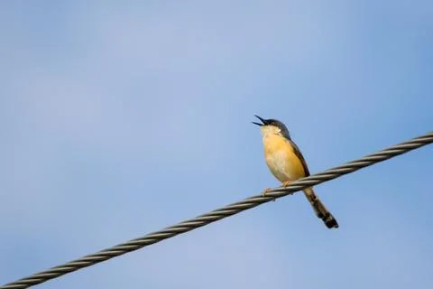 Portrait of Ashy Prinia singing while sitting on a power line Stock-Fotos