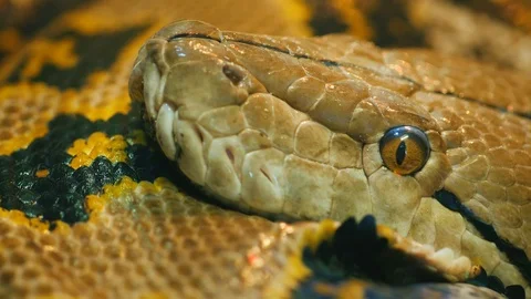 Portrait of Asia's giant Reticulated Python Stock Footage 103933514