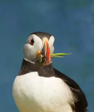 Portrait of Atlantic puffin with nesting material Stock Photos