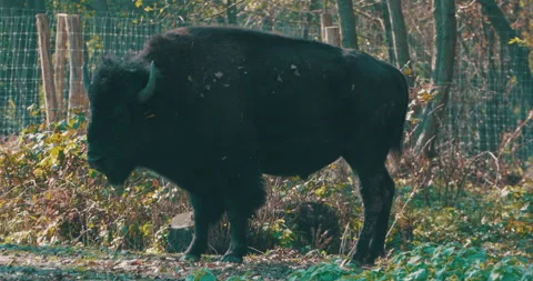 Portrait of an Aurochs Stock Footage 164488112