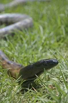 Portrait of Australian black headed python, Aspidites melanocephalus, in the 스톡 사진