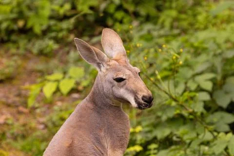 Portrait of an Australian medium sized kangaroo in selective focus 库存照片