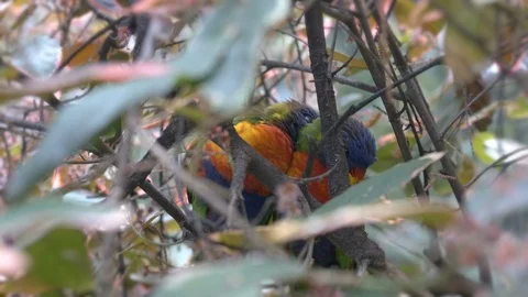 Portrait of australian rainbow parrot couple Stock Footage 90773553