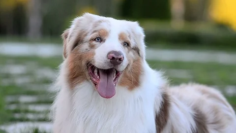 Portrait of Australian shepherd Stock Footage 91326137
