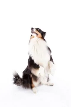 Portrait of australian shepherd sit pretty Stock Photos