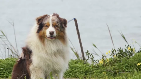 Portrait of Australian Shepherd sitting on the beach in windy weather Stock Footage 230970226