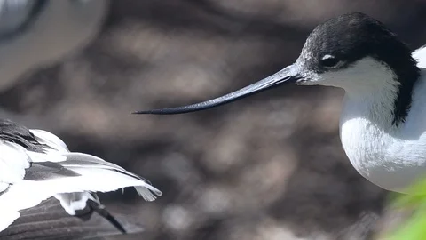 Portrait of avocet bird Stock Footage 94953924