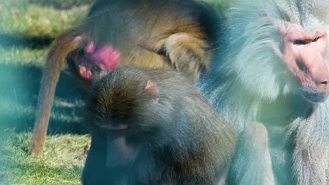 Portrait of baboon monkey nature Stock-Footage 263306851