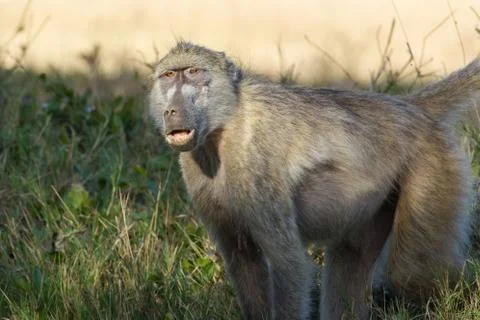Portrait of a baboon Photos