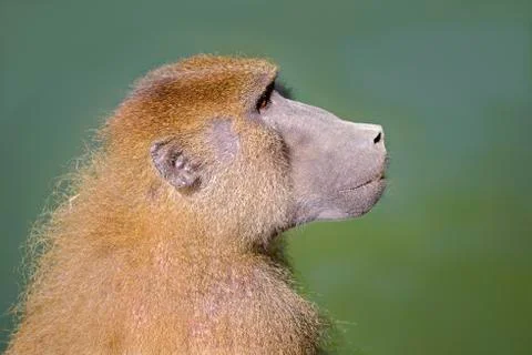 Portrait of baboon Stock Photos