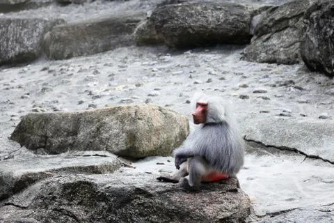 Portrait of a baboon Stock Photos