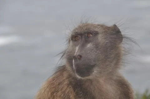 A Portrait of a baboon Stock Photos