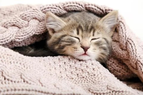Portrait baby cat sleeping on cozy pink blanket. Fluffy tabby kitten snoozing Stock Photos