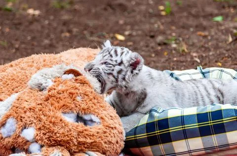 Portrait of a baby white tiger with plushes Stock Photos