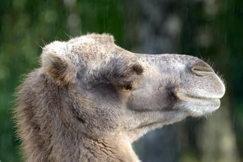 Portrait of bactrian camel (camelus bactrian) Foto stock