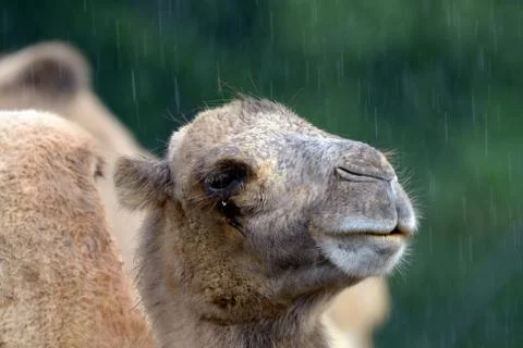 Portrait of bactrian camel (camelus bactrian) in the rain Foto stock