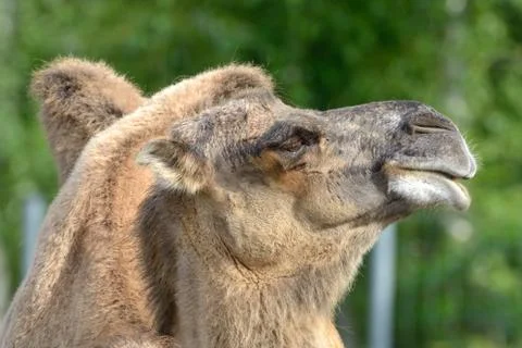 Portrait of bactrian camel (camelus bactrian) Foto stock