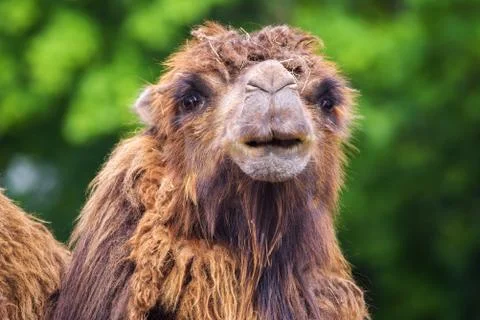 Portrait of a bactrian camel Fotos de archivo