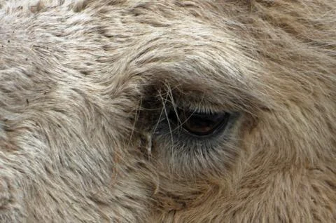 Portrait of Bactrian camel Stock Photos