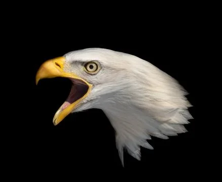 Portrait of bald eagle with black background 库存照片