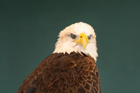 Portrait of a Bald Eagle Blinking Stock Photos