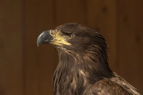 Portrait of a bald eagle - a cub has an unpainted head. The background is b.. Foto stock