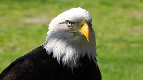 Portrait of Bald Eagle Stock Footage 63025778