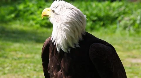 Portrait of Bald Eagle Stock Footage 63140019