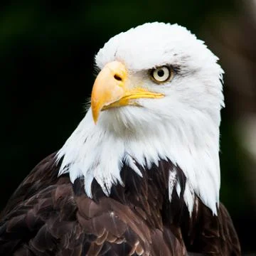 Portrait of a bald eagle Foto stock