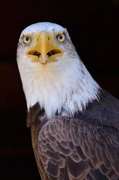 Portrait of bald eagle Stock Photos