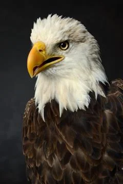Portrait of bald eagle Stock Photos