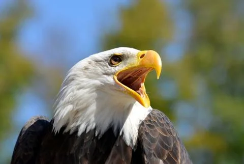 Portrait of a Bald Eagle Stock Photos