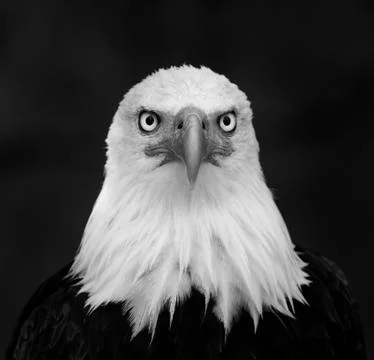 Portrait of bald eagle Stock Photos