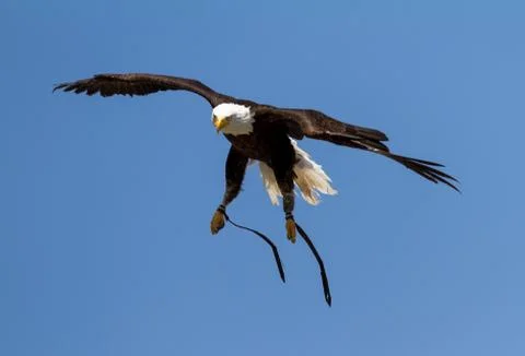 Portrait of Bald eagle Foto stock
